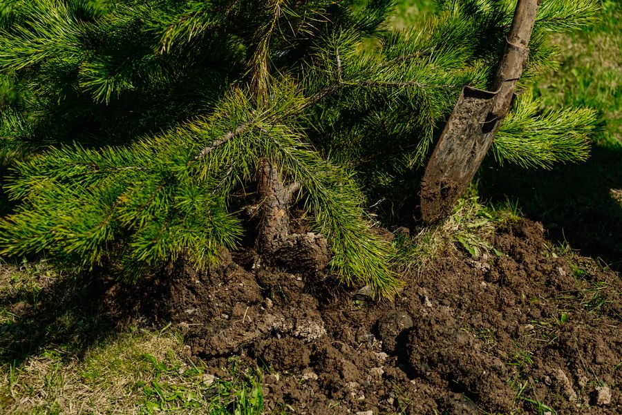«Разрез Кийзасский» высадил около 60 тысяч деревьев в Кемеровской области