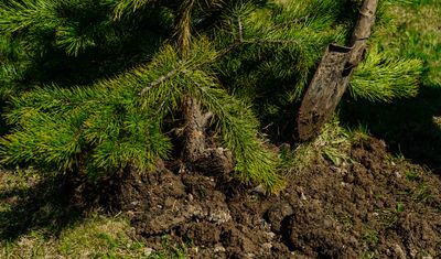 «Разрез Кийзасский» высадил около 60 тысяч деревьев в Кемеровской области