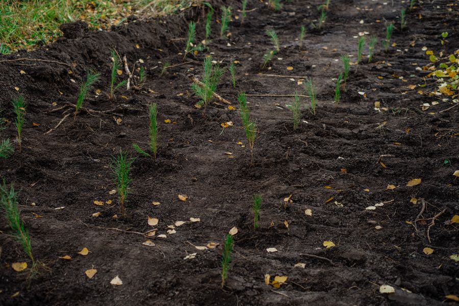 Kiyzassky Open-Pit Mine will plant 260,000 Trees on Forest Fund Land