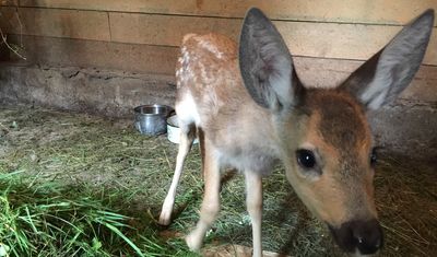 Open-Pit Mine Kiyzassky becomes patron of roe deer family