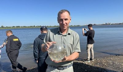 «Разрез Кийзасский» выпустил в реку более 10 000 мальков ценных рыб