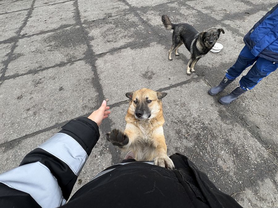 Угольщики и собаки