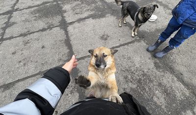 Угольщики и собаки