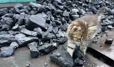 «Разрез Кийзасский» начал ежегодное выделение угля городу Мыски